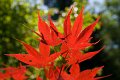 0110Arboretum de Balaine